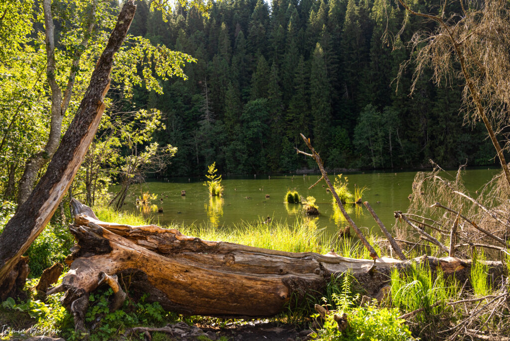 Lacul Rosu